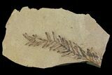 Dawn Redwood (Metasequoia) Fossil - Montana #165189-1
